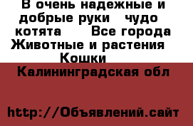 В очень надежные и добрые руки - чудо - котята!!! - Все города Животные и растения » Кошки   . Калининградская обл.